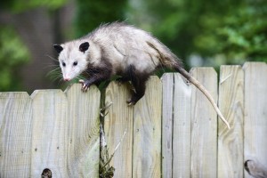 Fences that are in disrepair can allow pests to sneak into your yard. 