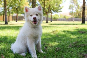 Learn how to choose the best dog-friendly fences so your pet can enjoy the sunshine this spring and summer.