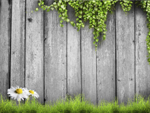 Learn how to plant a living fence with vines.