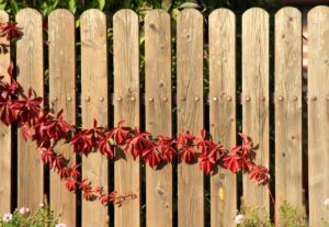 Learn about the best plant vines to grow on your residential fence.