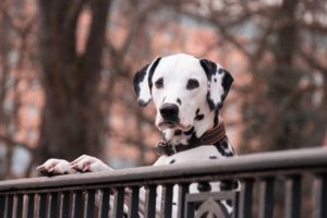 Learn about three important things to consider before installing a fence for your big dog.