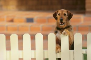 three reasons to install a fence for your dog