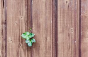 How to Clean Your Wood Fence in 4 Easy Steps