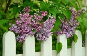 Springtime Fence Installations You Should Consider