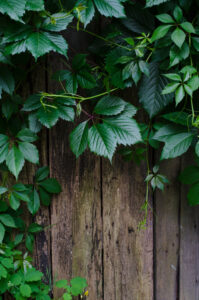 Hercules Fence of Washington D.C. Climbing Vines