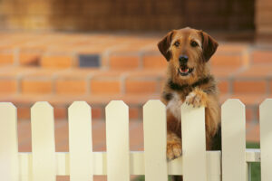 Hercules Fence of Washington D.C. Fencing Dog Owners