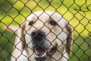 Hercules Fence of Washington D.C. Fence Safety for Dogs