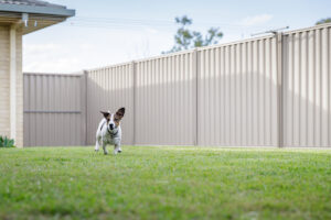 Hercules Fence of Washington D.C. Fenced Yard for Dog Owners