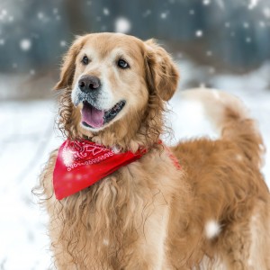 a dog in the snow