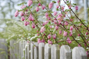 Spring fence maintenance