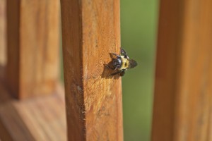 Wood fence with carpenter bees