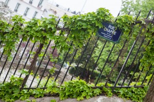 fence-friendly vines