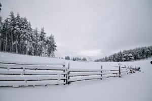 Wood Fence