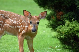 Use a fence to prevent deer from damaging your property