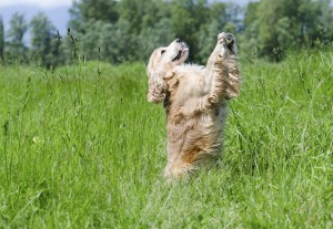 Safest Fences for Dogs