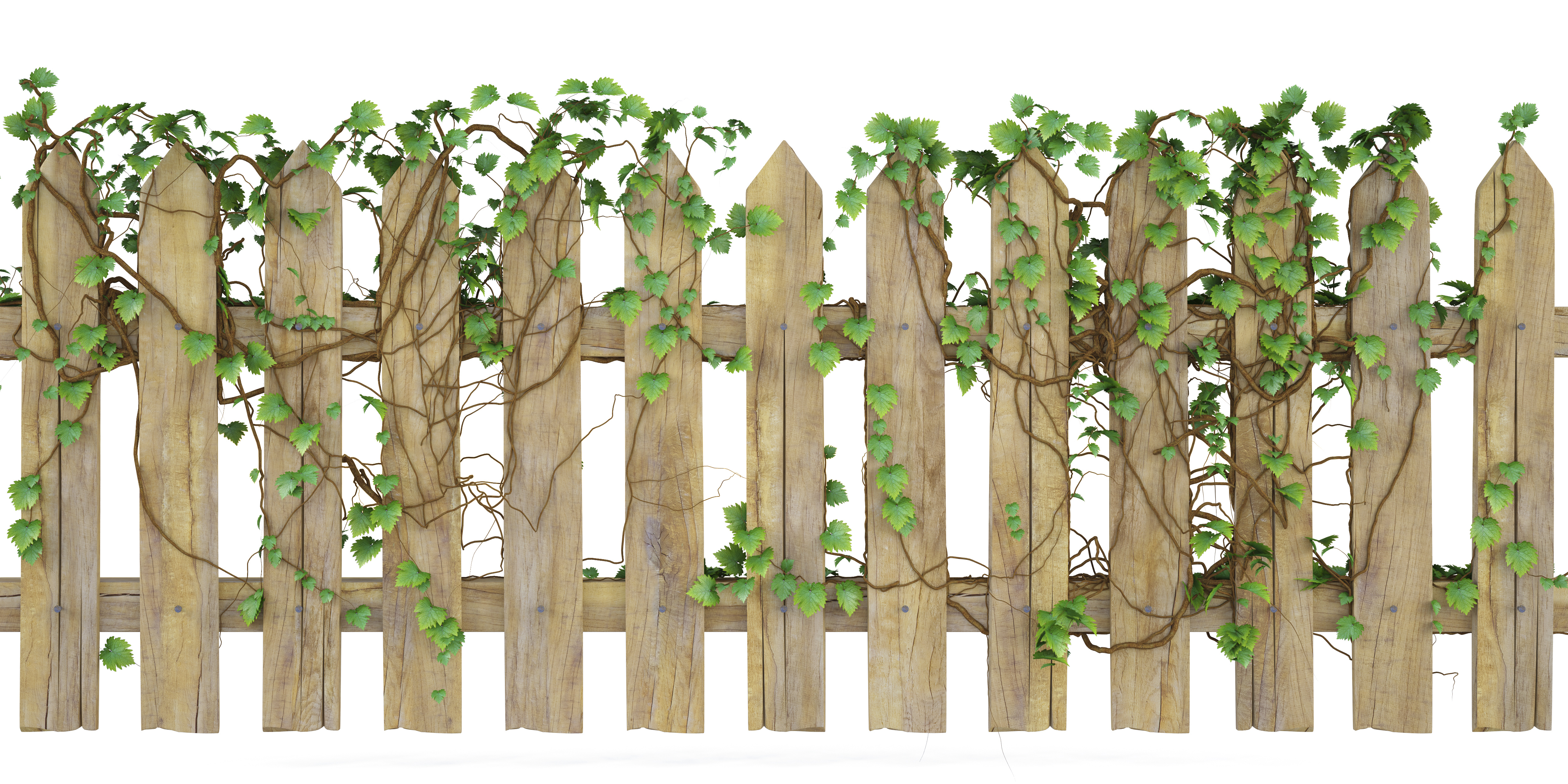 How Can I Remove Ivy From My Wooden Fence? - Hercules Fence