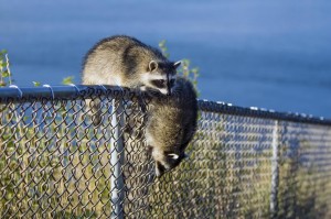 Racoon in Stanley Park, Vancouver, BC, Canada